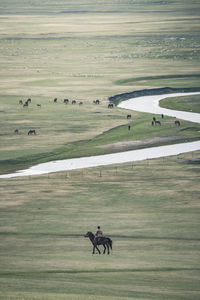 View of horse on field