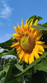 Close-up of sunflower against sky