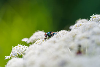 Close-up of insect on flower