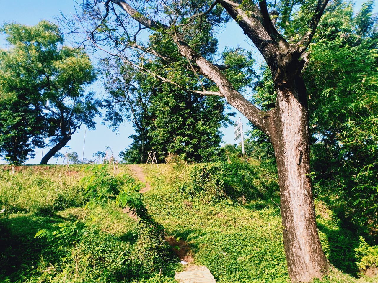 TREES ON FIELD