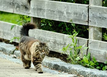 Portrait of cat on wood