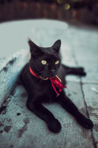 Close-up of a cat looking away