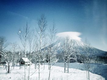 Bare trees on snow covered field