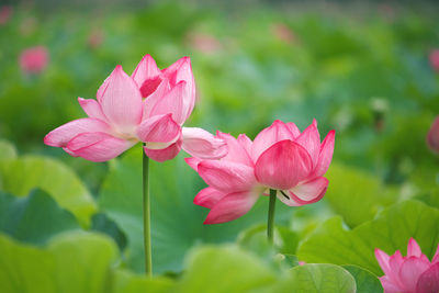 Close-up of pink water lily