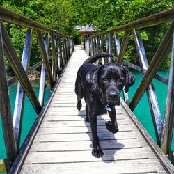 Dog on bridge