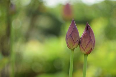 Close-up of plant against blurred background