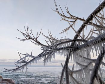 Bare tree on beach against sky