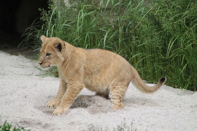 Side view of a young lion