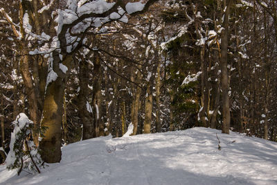 Snow covered trees against sky