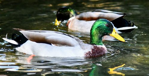 Duck swimming in lake