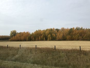 Scenic view of trees on field against sky