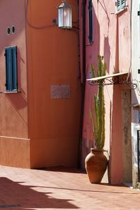 Potted plant on window of building