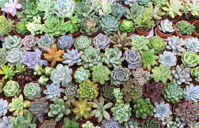 Full frame shot of succulent plants