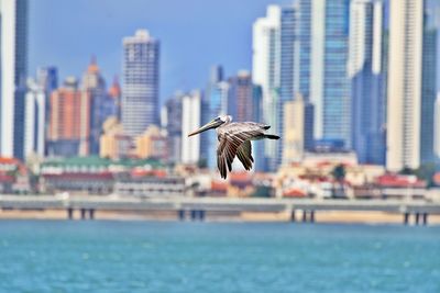 Seagull flying over sea against buildings in city