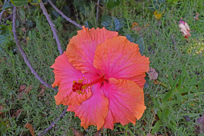 Close-up of hibiscus blooming outdoors