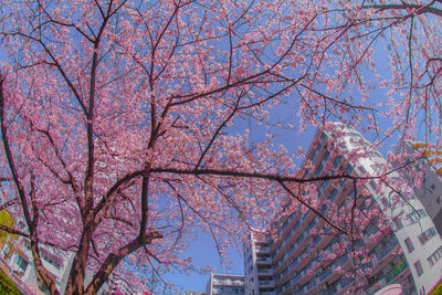 Low angle view of pink flowering tree against sky