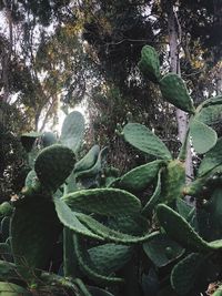Close-up of succulent plant