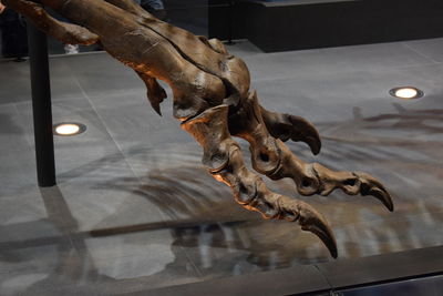 Low angle view of horse statue in museum