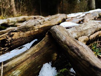 Close-up of log in forest