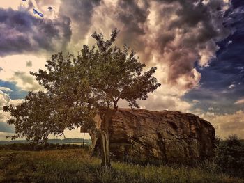 Trees on field against cloudy sky