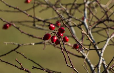 Close-up of red berries growing on tree