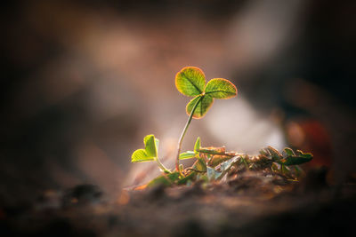 Close-up of small plant growing on field