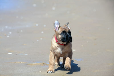 Erka in the beach