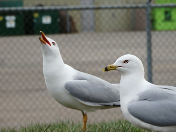 Seagulls with blurred fence in the background