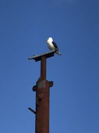 Low angle view of seagull perching on pole against clear blue sky