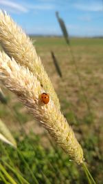 Close-up of ladybug on wheat field