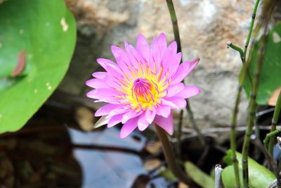 Close-up of pink flower blooming outdoors