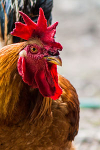 Close-up of rooster