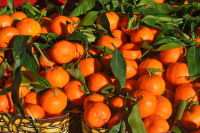 Close-up of oranges