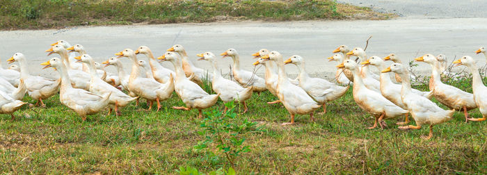 Flock of sheep in a field