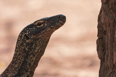 Close-up of lizard on tree trunk