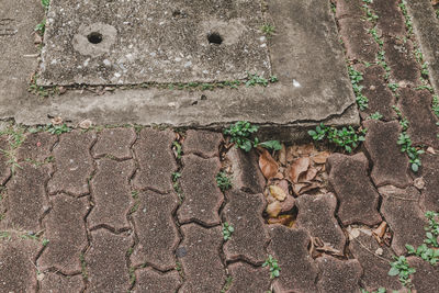 High angle view of cat on footpath