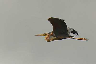 Low angle view of a bird flying