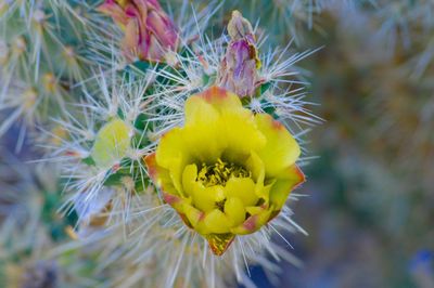 Close-up of fresh yellow flower