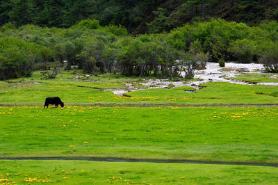 Horses grazing on grassy field
