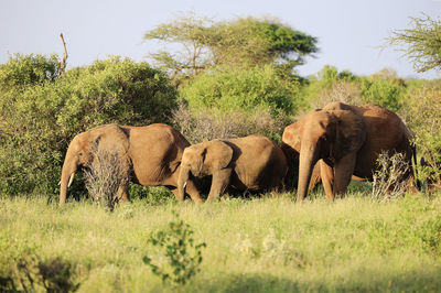 Elephant in a field