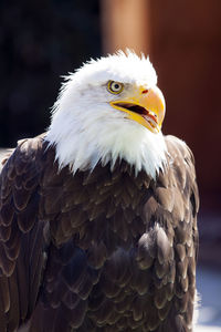 Alert bald eagle looking away