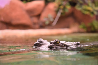 Surface level of wood