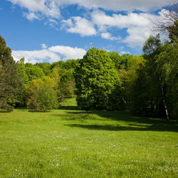 Scenic view of grassy field against sky