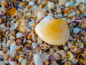 High angle view of shells on sea shore