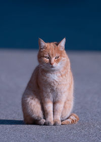 Portrait of cat sitting on floor