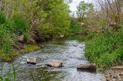 Scenic view of forest