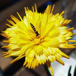 Close-up of bee on yellow flower