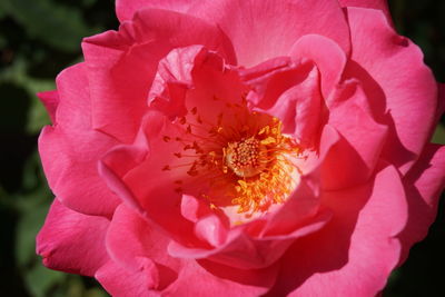 Close-up of pink flower blooming outdoors