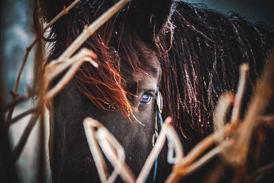 Close-up of horse