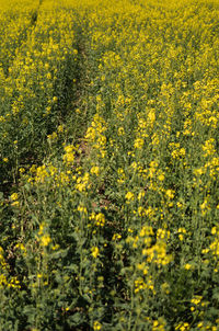 Yellow flowering plants in field